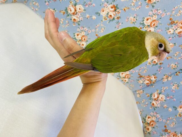 ホオミドリウロコインコ