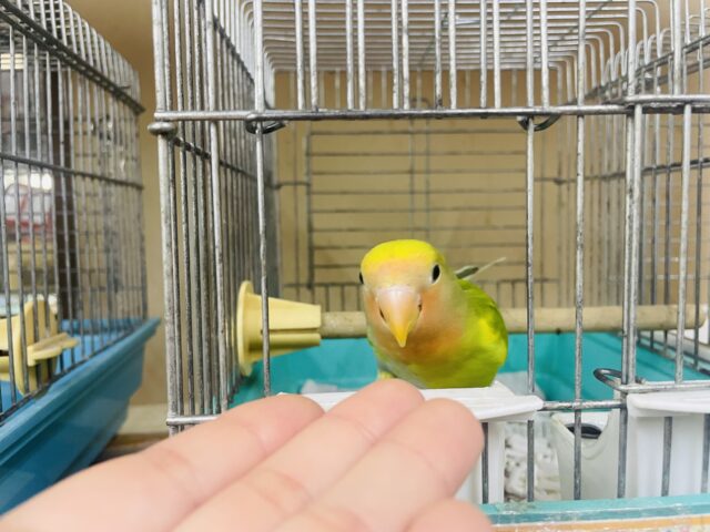 コザクラインコ（小桜インコ）