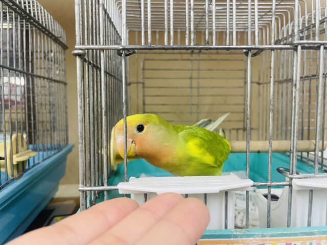 コザクラインコ（小桜インコ）