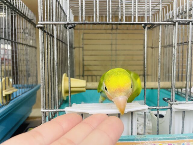 コザクラインコ（小桜インコ）