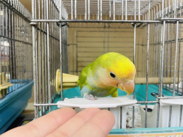 コザクラインコ（小桜インコ）