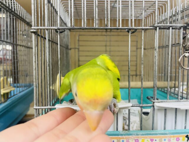 コザクラインコ（小桜インコ）