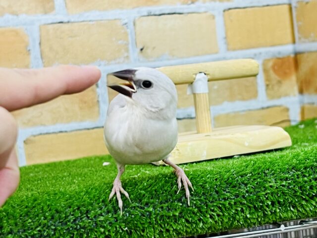 シルバー文鳥