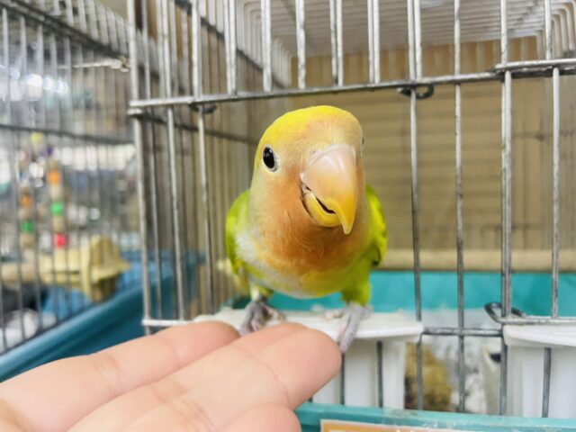 コザクラインコ（小桜インコ）