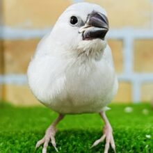 カゴデビューしたよ☆ちょっとお久しぶり？カッコいいよね！シルバー文鳥☆