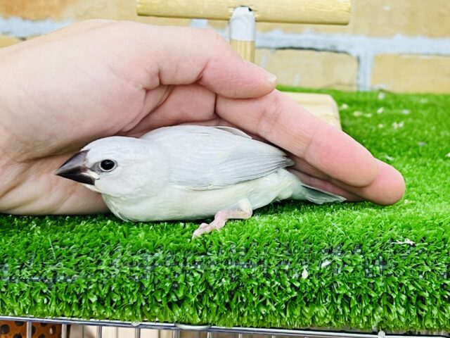 シルバー文鳥