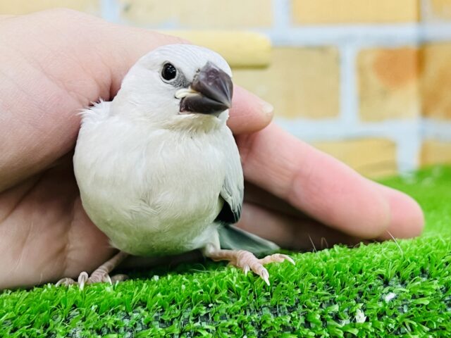 シルバー文鳥