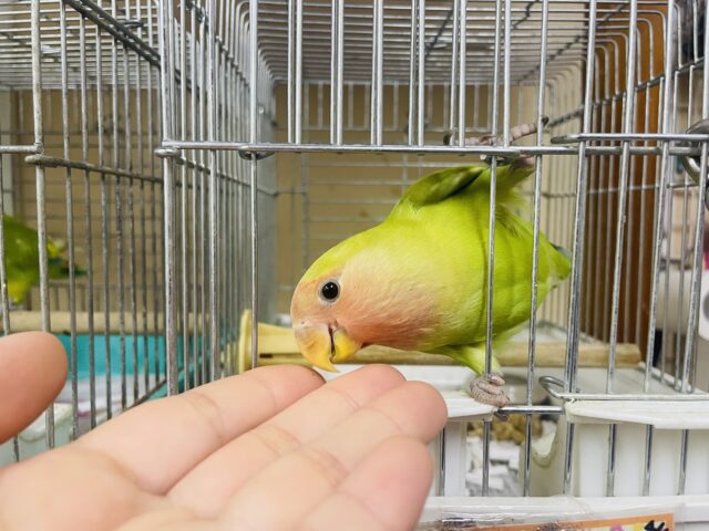 コザクラインコ（小桜インコ）