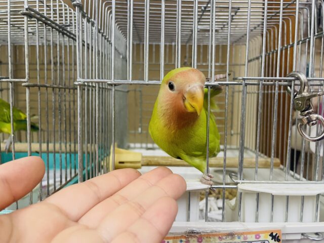 コザクラインコ（小桜インコ）