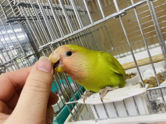 コザクラインコ（小桜インコ）