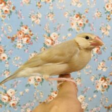 最新画像🌟柔らか上品な色合い🪽✨手乗りシナモン文ちゃん❤︎❤︎