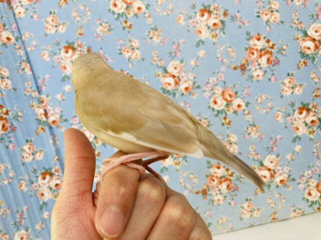 シナモン文鳥