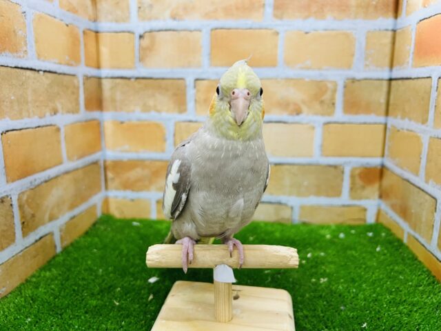 オカメインコ