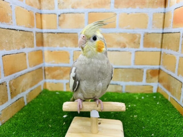 オカメインコ