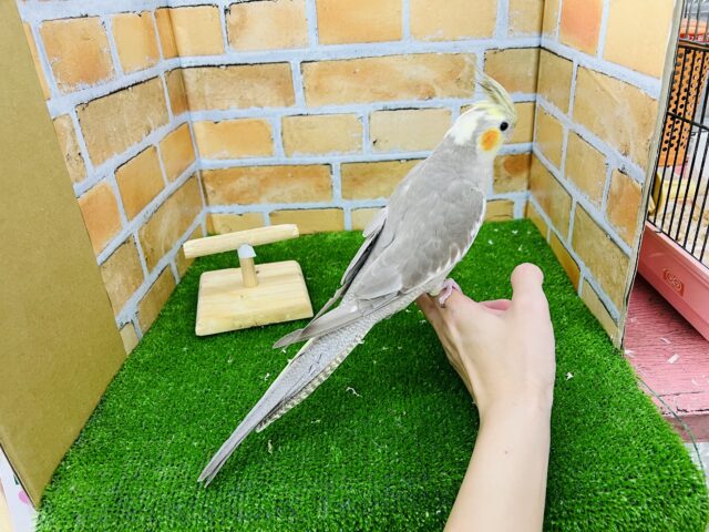 オカメインコ