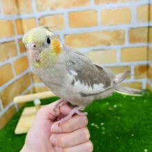 ぷりぷり🎶BIGボディーのオカメインコ（シナモン）