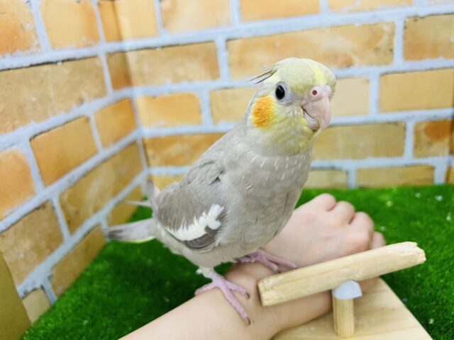 オカメインコ