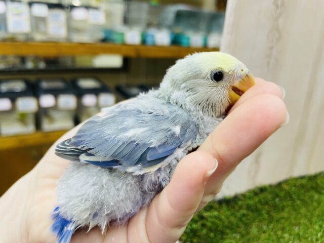 コザクラインコ（小桜インコ）