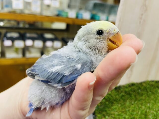 コザクラインコ（小桜インコ）