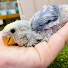 幻想的🌕とびっきりのチャーミング🙌💓見せつけて📷✨✨　コザクラインコ　バイオレットパイド