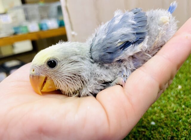 幻想的🌕とびっきりのチャーミング🙌💓見せつけて📷✨✨　コザクラインコ　バイオレットパイド