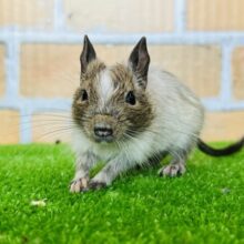 ダイヤモンドだよ♦️パイドデグーベイビー♡