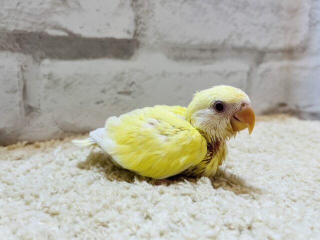 コザクラインコ（小桜インコ）