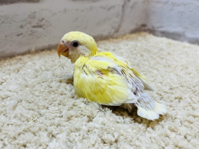 コザクラインコ（小桜インコ）