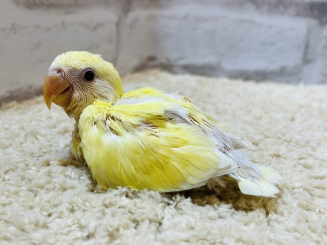 コザクラインコ（小桜インコ）