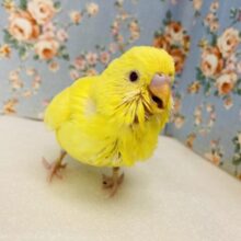 こりゃたまらん🥲❤︎ﾃﾁﾃﾁﾋﾟﾖﾋﾟﾖ近づくよ♩🐾手乗りセキセイインコ(ルチノー)さん🔆