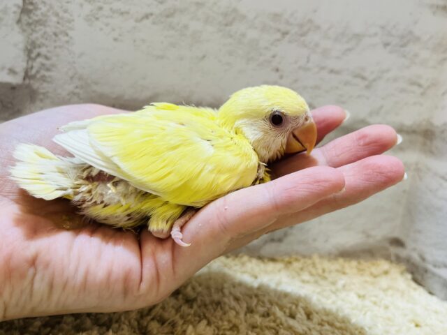 コザクラインコ（小桜インコ）