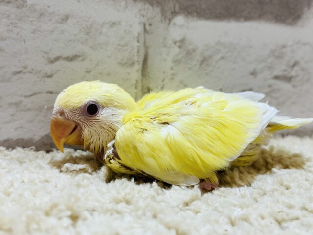 コザクラインコ（小桜インコ）