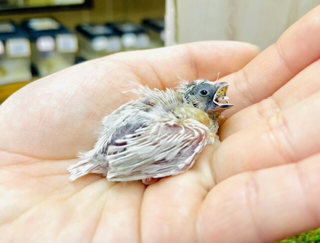 レアカラー✨キンカ鳥さん登場🌟🌟🌟おちょびげがかわいい🌸　キンカ鳥　シルバー