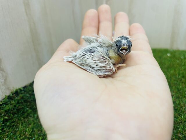 錦花鳥（キンカチョウ）