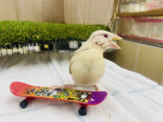 シナモン文鳥