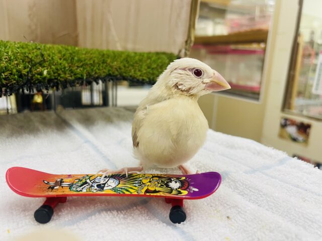 シナモン文鳥