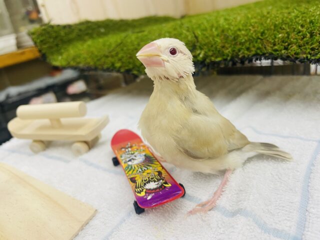 シナモン文鳥