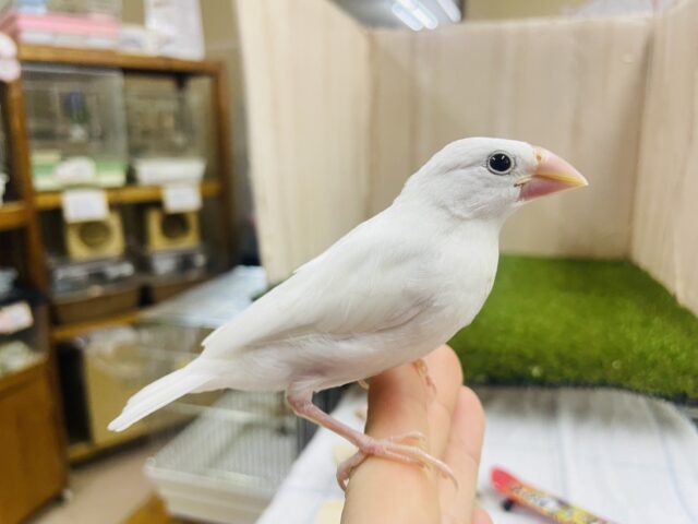 白文鳥