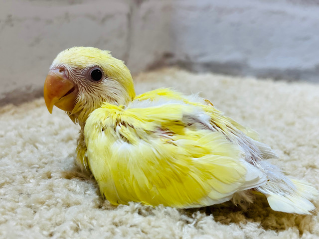 おしりの綿毛はいつまで？？たまごの妖精🐣🫧コザクラインコ(クリームルチノー) ヒナ