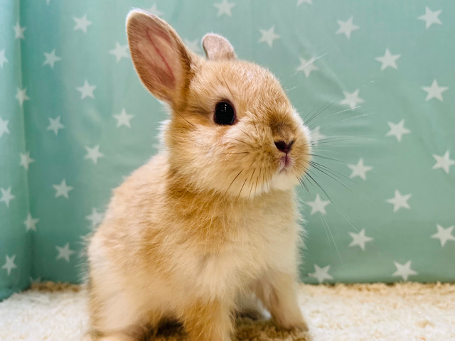 詰まったお顔がキュートです♡ネザーランドドワーフ(オレンジ) 男の子