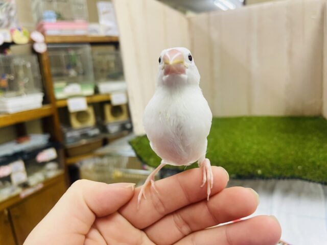 白文鳥