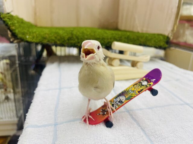 シナモン文鳥