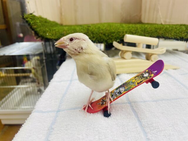 シナモン文鳥