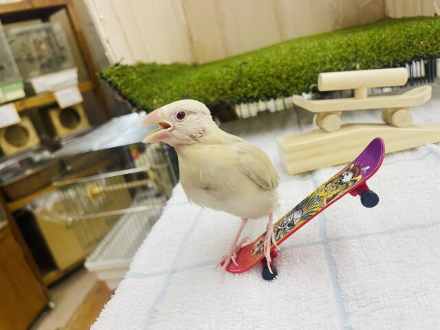 シナモン文鳥