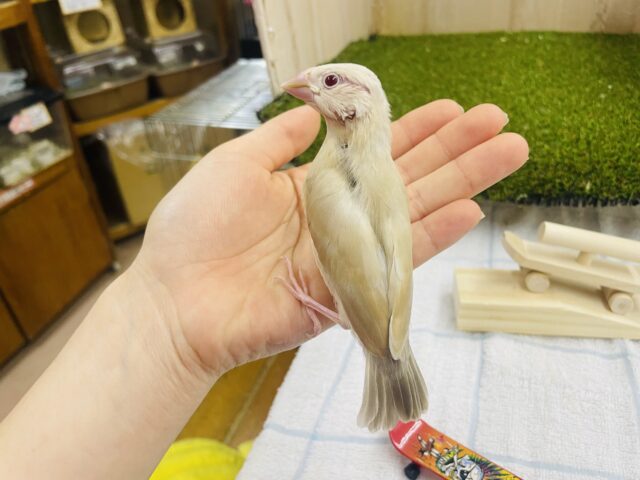 シナモン文鳥