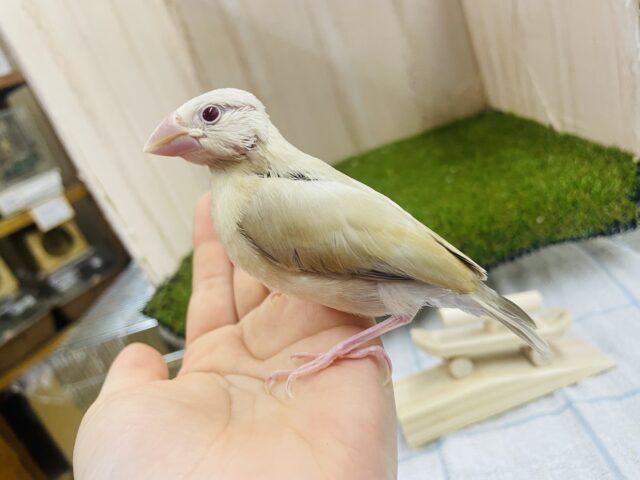 シナモン文鳥