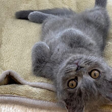 グイグイ行くよぉ〜♡ブリティッシュくん！