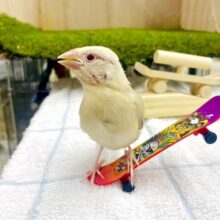 最新画像になりますよ🌟甘ふわっ超特急でしょっ💨💨💨🌿　シナモン文鳥