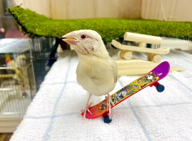 最新画像になりますよ🌟甘ふわっ超特急でしょっ💨💨💨🌿　シナモン文鳥