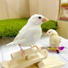 最新画像になりますよ🌸🌸🌸背伸び気味なキミ🫶シロぶんまる〜〜？　白文鳥